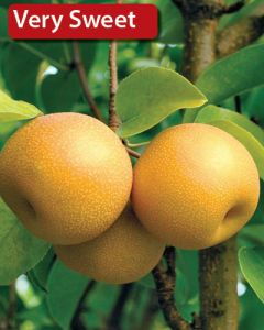 Pyrus, Pear Asian 'First Editions® Tawara'