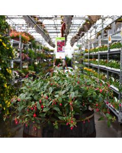 Fuchsia 'Dollar Princess' Hanging Basket 12"