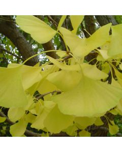 Ginkgo, 'Autumn Gold' (Large Sizes)