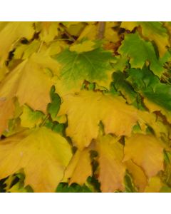 Acer, Norway Maple 'Columnar' (Large Sizes)