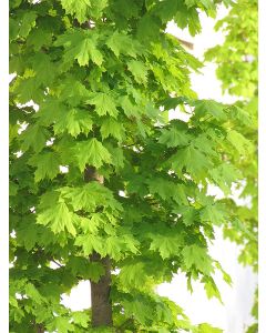 Acer, Norway Maple 'Columnar' (Large)