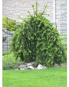 Picea, Norway Spruce 'Weeping' (Large)