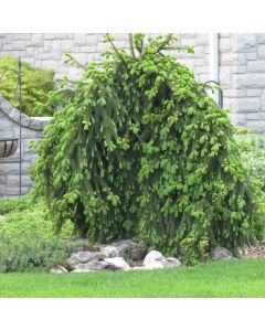 Picea, Norway Spruce 'Weeping' (Large Sizes)