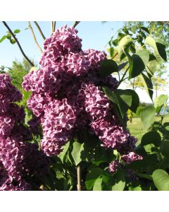 Syringa, Common Lilac 'Monge'