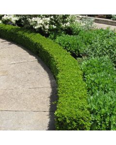 Buxus, Boxwood 'Green Velvet®'