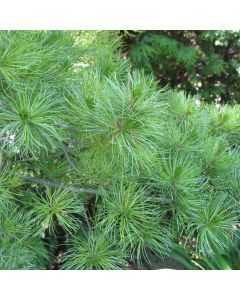 Pinus, Japanese White Pine (Large Sizes)