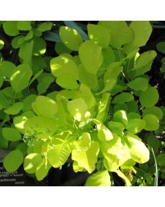 Cotinus, Smokebush 'Golden Spirit'