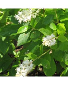 Clethera, Summersweet 'Hummingbird'