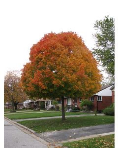 Acer, Red Maple 'Autumn Radiance®' (Large)