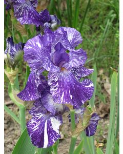 Iris, Bearded 'Batik'