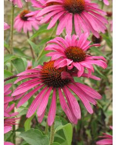 Echinacea, Purple Coneflower 'Ruby Star'