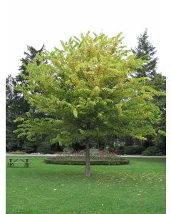 Celtis, Common Hackberry