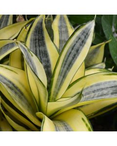 Sansevieria Trifasciata, Dwarf Snake Plant 'Hahnii Golden'