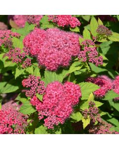 Spiraea, Japanese Spirea 'Double Play® Red'