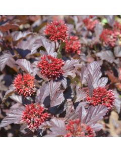 Physocarpus, Ninebark 'Ginger Wine™'