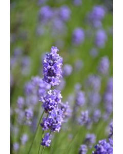 Lavandula, English Lavender 'Hidcote Blue'