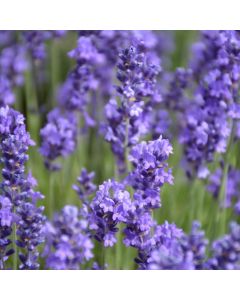 Lavandula, Lavender 'Annet'