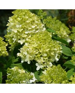 Hydrangea, Panicle 'Little Lime®'