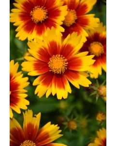 Coreopsis, Large Flowered Tickseed, 'UpTick™ Gold and Bronze'