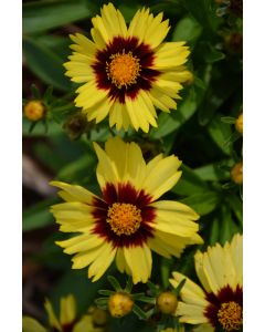 Coreopsis, Large Flowered Tickseed, 'UpTick™ Yellow and Red'