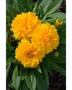 Coreopsis, Large Flowered Tickseed 'Solanna™ Golden Sphere'