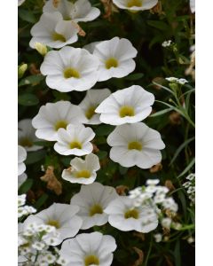 Calibrachoa, Cabaret® 'Bright White'