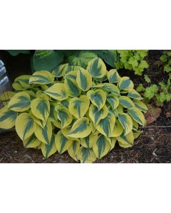 Hosta, Lime-Blue Leaf 'Shadowland® 'Autumn Frost'