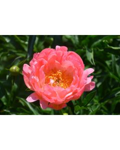 Paeonia, Pink Peony 'Coral Sunset'