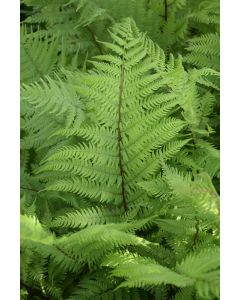 Athyrium, Lady Fern 'Lady in Red'