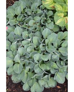 Hosta, Blue Leaf 'Miniature Blue Mouse Ears'