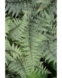 Athyrium, Hybrid 'Ghost Fern'