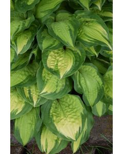 Hosta, Green-Lime Leaf 'Island Breeze'