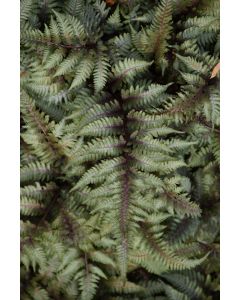 Athyrium, Japanese Painted Fern