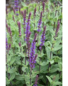 Salvia, Hybrid Sage 'Caradonna'