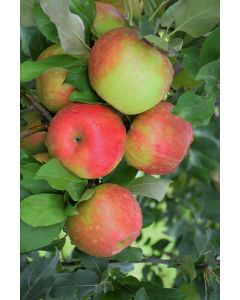 Malus, Fruiting Apple 'Honeycrisp' (Large)