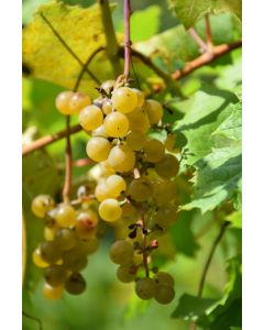 Vitis, White Grape 'LaCrescent™'