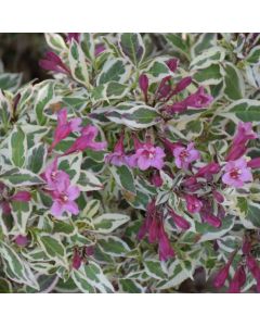 Weigela, Variegated Foliage 'My Monet®'