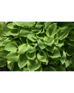 Hosta, Lime-Green Leaf 'Golden Tiara'