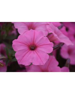 Petunia, Vista® 'Bubblegum'