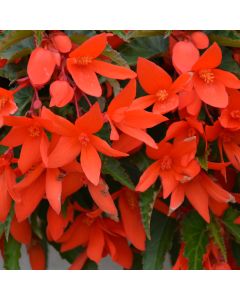 Begonia, Waterfall® 'Encanto Orange®'