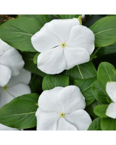 Vinca, Blockbuster™ 'White'