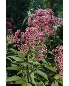 Eupatorium, Joe Pye Weed 'Gateway'