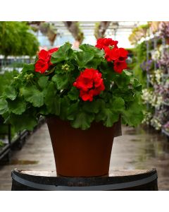 12&quot; Patio Planter Geranium Zonal Red