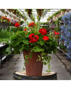 13&quot; Patio Planter Geranium With Spike Americana Dark Red