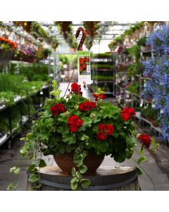 Geranium, Calliope 'Dark Red' Hanging Basket 12.8"