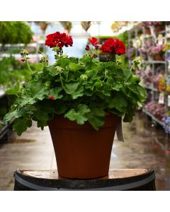 12&quot; Patio Planter Geranium Calliope Medium Dark Red