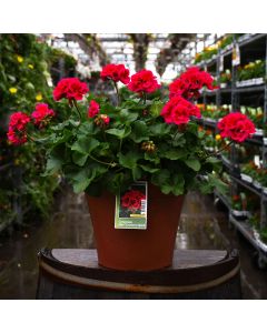 12&quot; Patio Planter Geranium Mojo Cranberry Splash