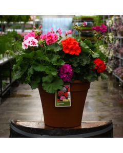 12&quot; Geranium Zonal Mix Patio Planter