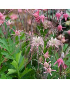 Geum, Prairie Smoke