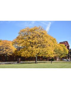 Gleditsia, Thornless Honeylocust 'Shademaster®' (Large)